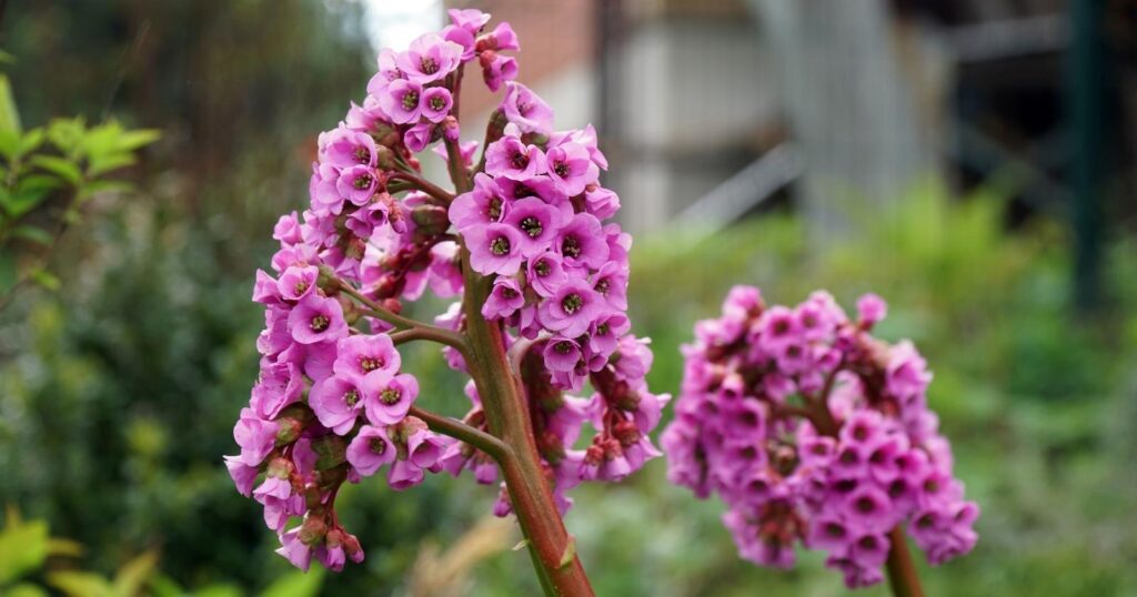 Tall, thick, reddish flower stalk with small, pink, clusters of flowers growing at the top.