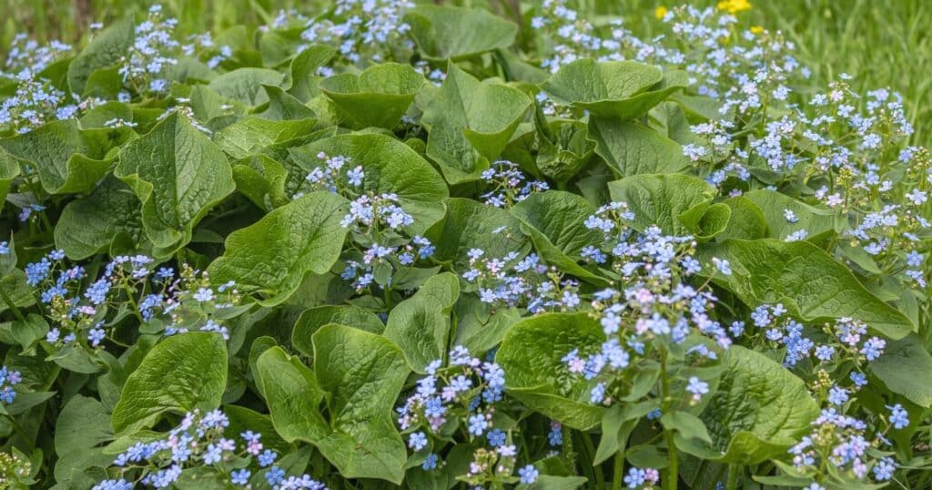 Field of tiny purple flower clusters surrounded by large green leaves.