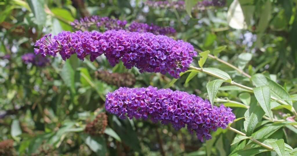 Long tube shaped flower clusters made up of tiny purple flowers, growing off of one long green stalk.