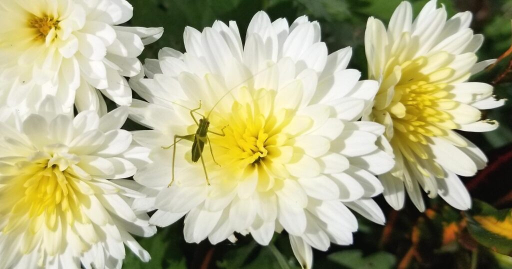 Close up of white flowers with a grasshopper on top. Each flower has long skinny petals that are layered and overlapping.