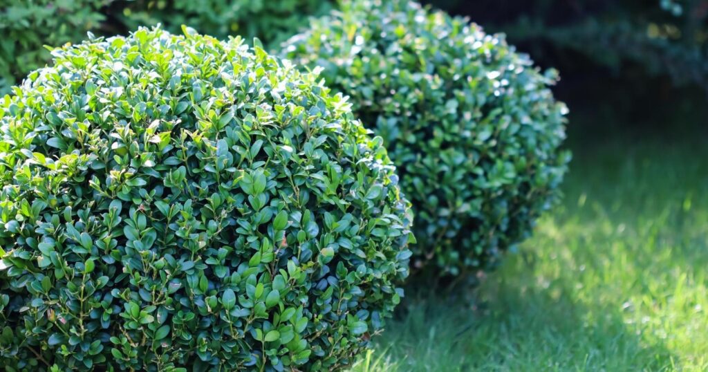 Two green bushes with small, tightly packed, green leaves. Each bush has been trimmed into a ball shape. 