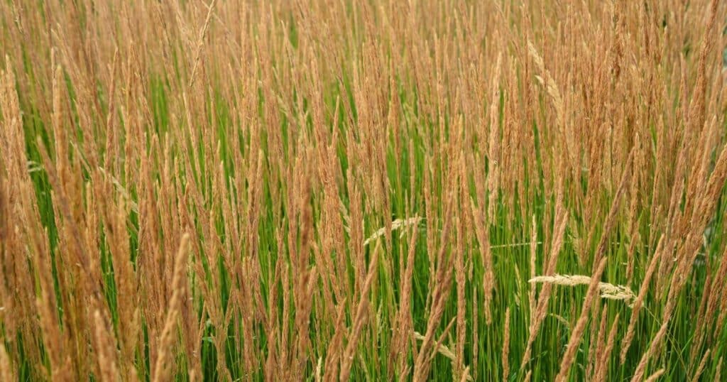 Field of long, tall green grass with light brown, wheat looking tops.