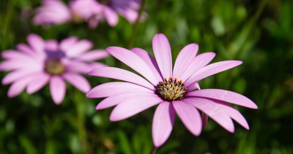 Close up of a light purple flower that has long, skinny petals surrounding a spiky looking center.