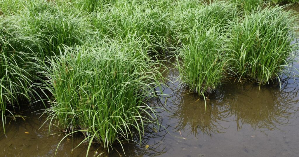 Long sprays of green grass growing in clusters along a creek.