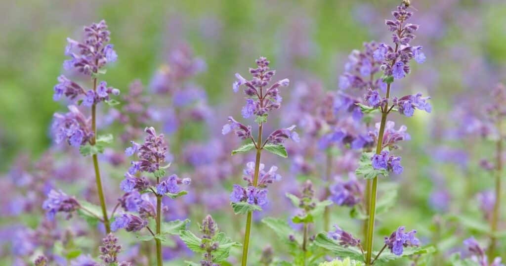 Field of tall stems lined with small clusters of tiny purple flowers, and small textured leaves.