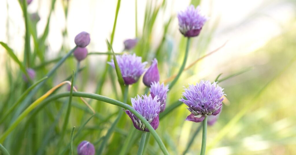 Tall thick stems with spiky clusters of light purple petals on top of each stem.