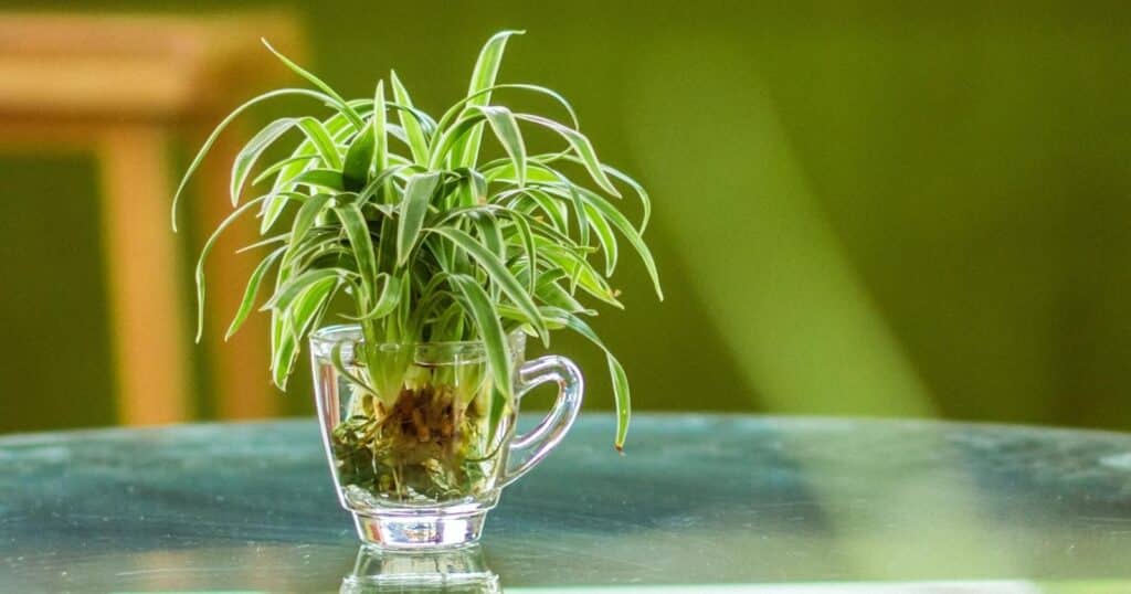 Small clear, glass mug with handle with a small plant in it. Plant has small, skinny, long, pointed leaves growing out from the center. Roots are exposed inside the glass cup.