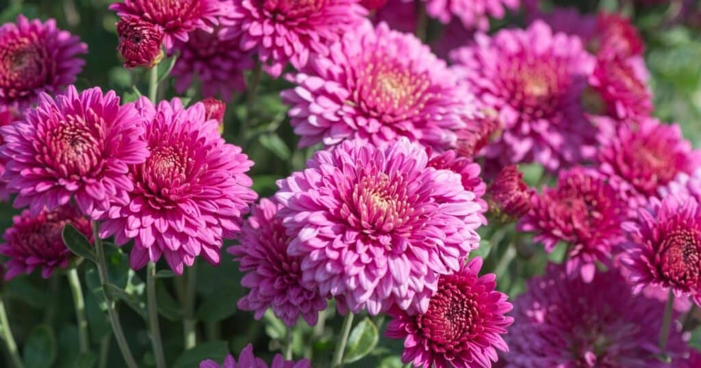 Field of large pink flowers with layers and layers of small pointed, pink petals.