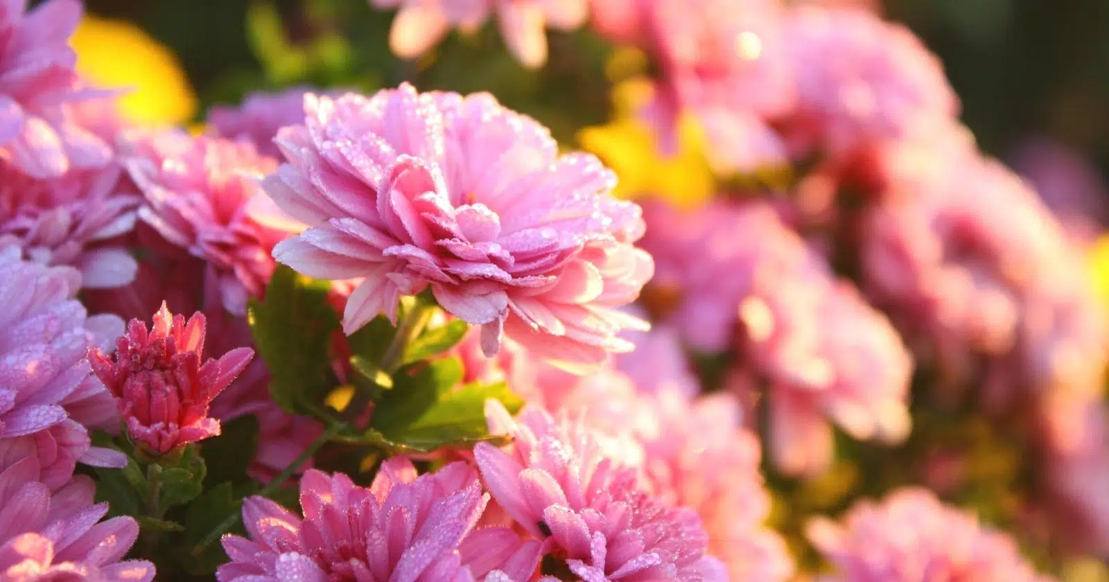Chrysanthemums