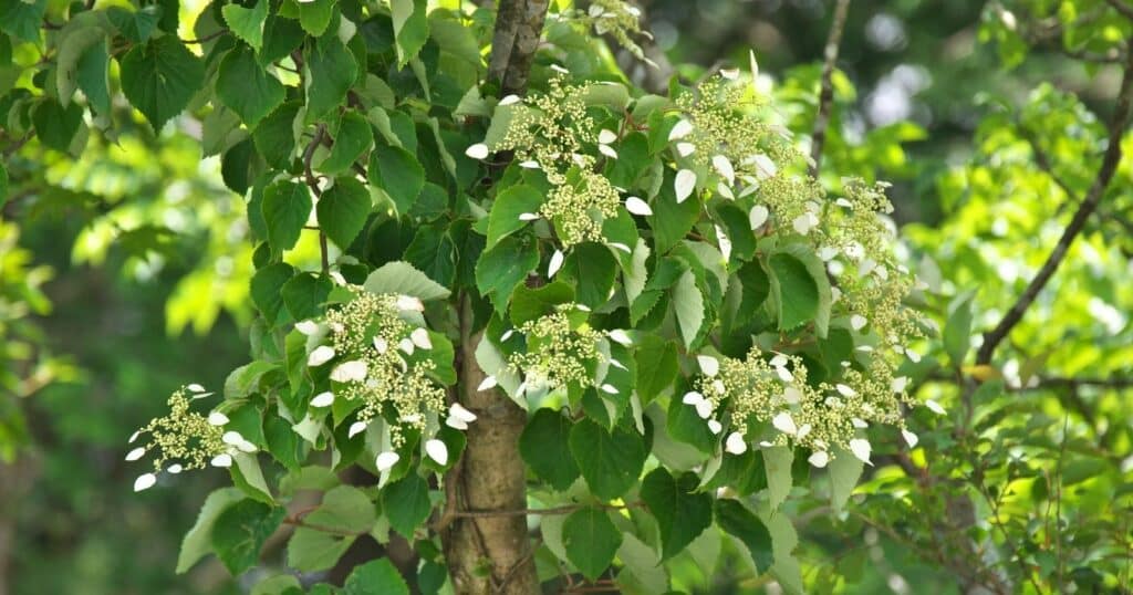 White flower clusters and leaves vining up a tree.