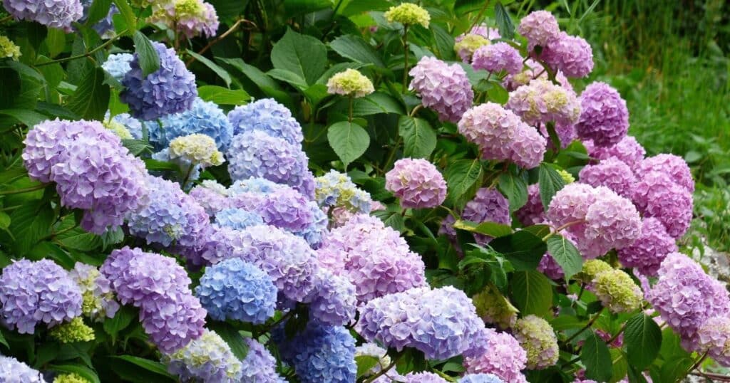 Large tall bush with light purple, blue and pink flower clusters all over it.