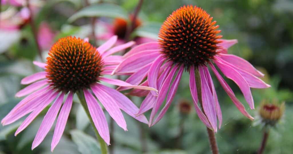 Two pink flowers with skinny, long, pointed pink petals surrounding a large, brown, rounded, ball like, center with little orange spikes.