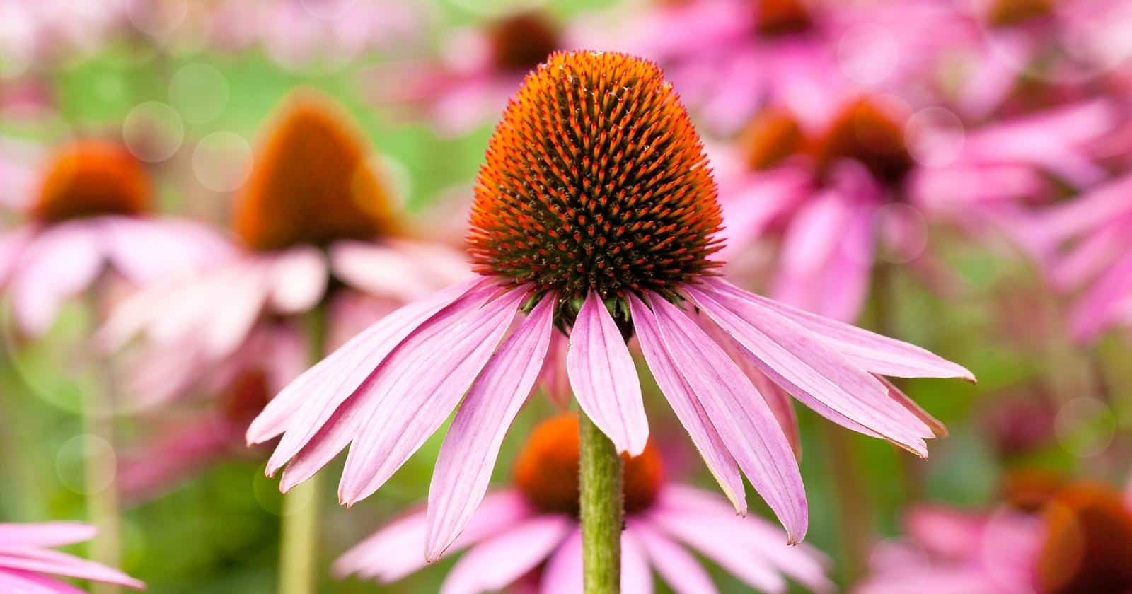 31 Perennials That Thrive in Full Sun Conditions