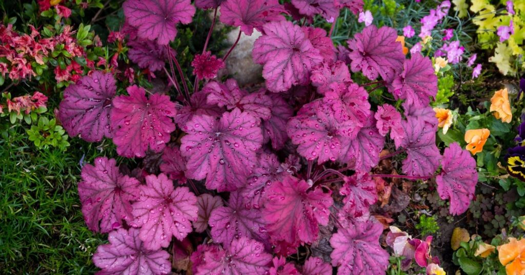 Cluster of large, dark pink, ruffled looking leaves with dark red veins.