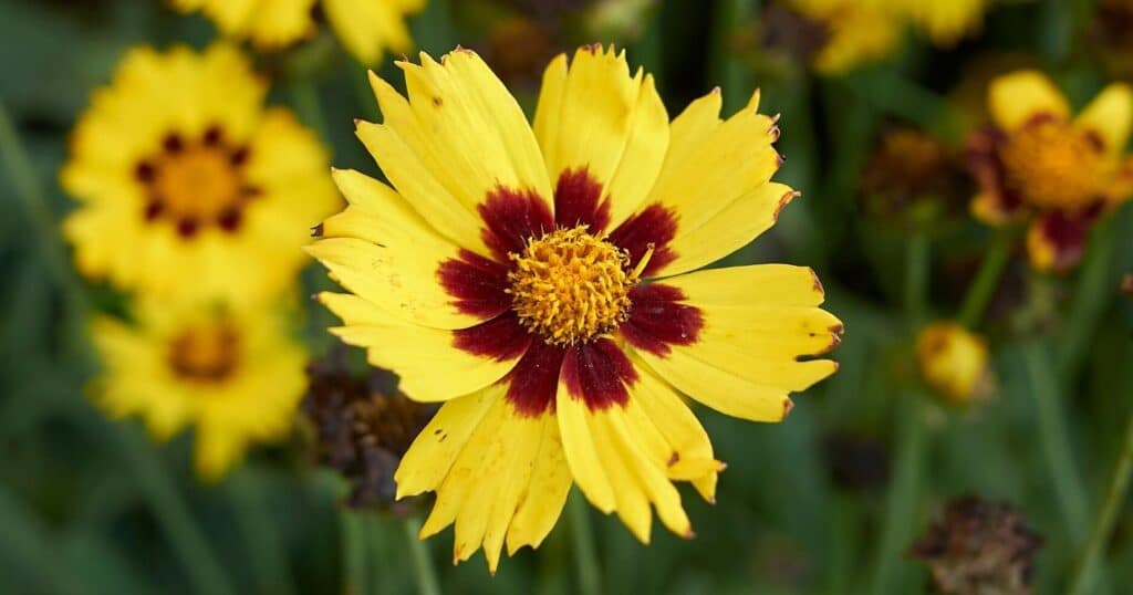 Bright yellow flower with long skinny petals with jagged tips. Each petal is yellow and turns to a deep red in the center.