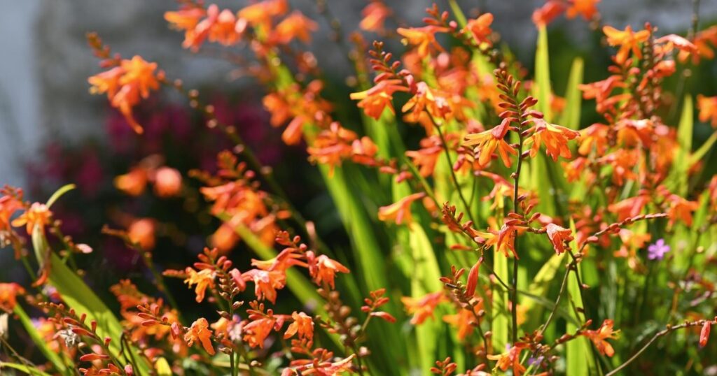 Field of tall orange flowers with tall pointed leaves. Each flower has star shaped tubes growing at the top with smaller orange buds.