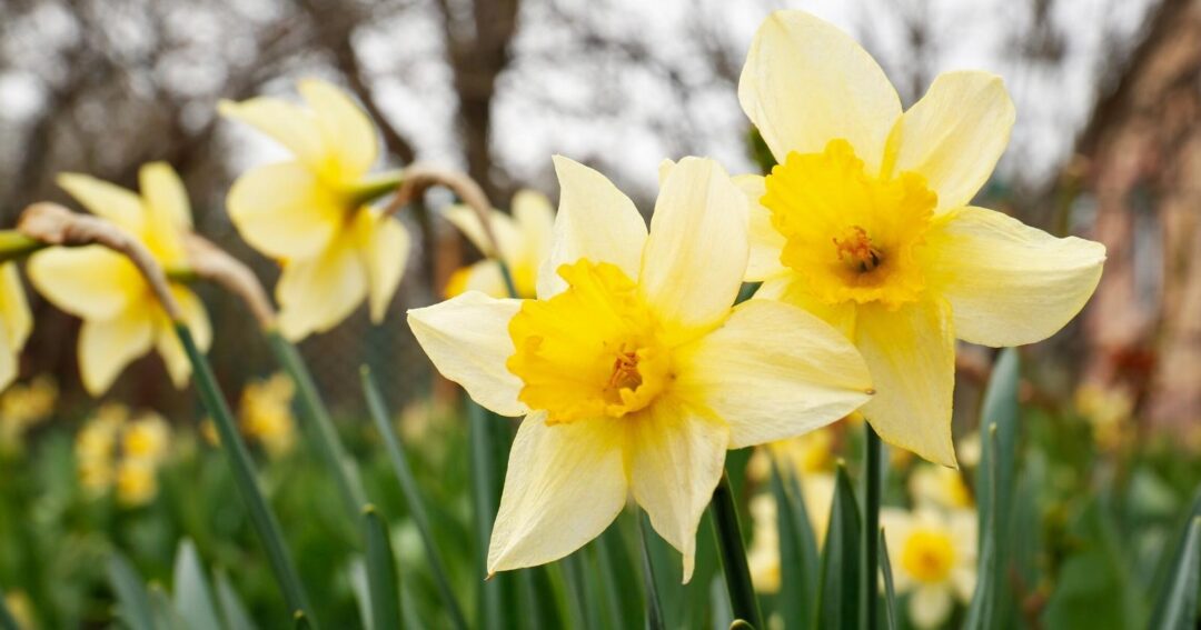 37 Different Perennial Plants For Hardiness Zone 5