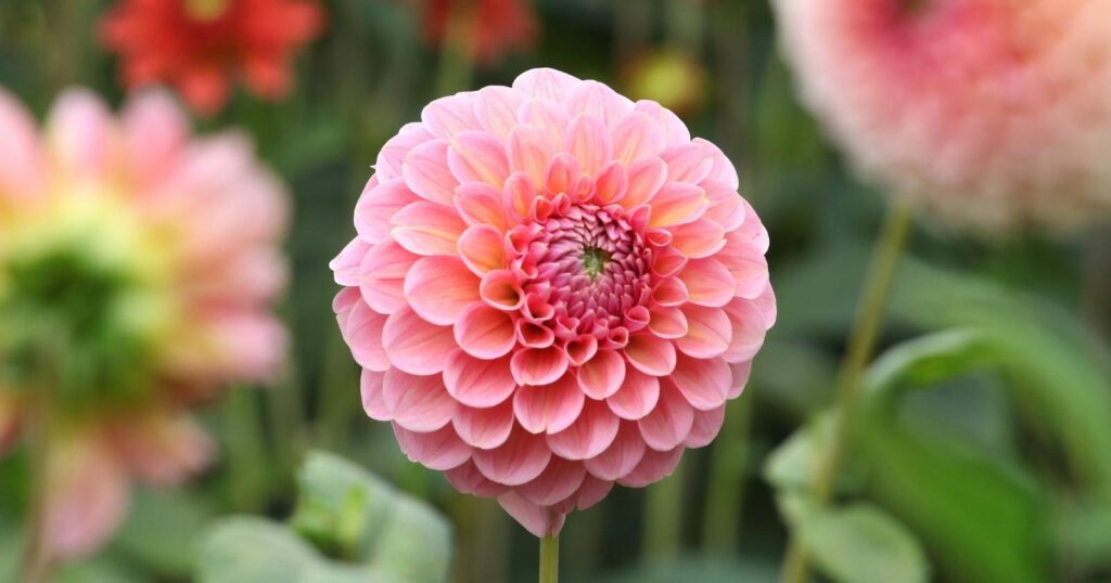 Close up of a pink rounded flower, with rows of densely packed, rolled, pink petals.