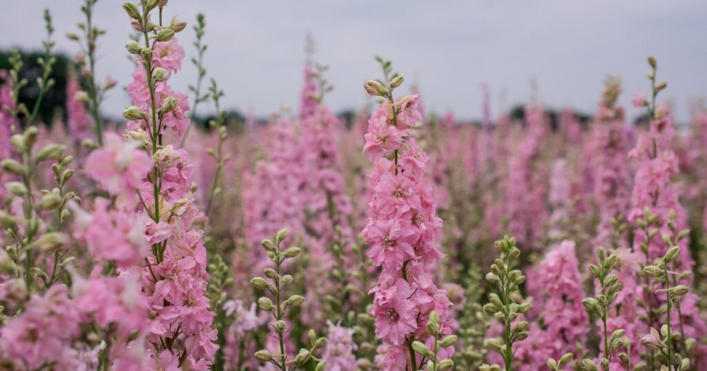 Field of tall flower stalks with smaller stems carrying frilly pink blooms, densely packed together, growing up each stalk.