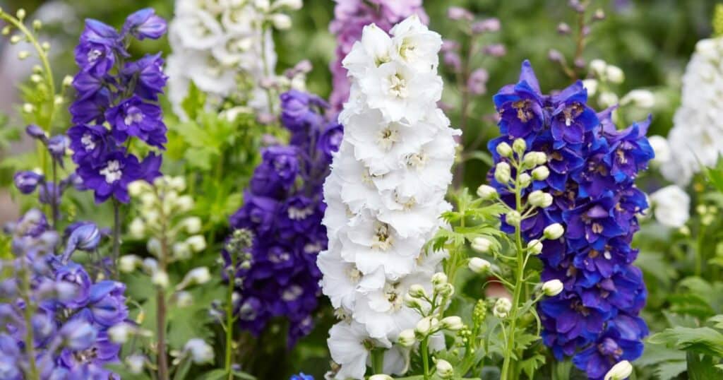 Field of tall bushy flowers that range from white to purple and dark blue. Each stem has clusters of flowers with soft, paper like petals growing up each stem.