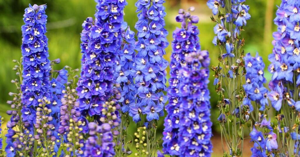 Field of tall blue flowers. Each flower has tall flower stalks with fluffy star shaped flowers growing up each stem.