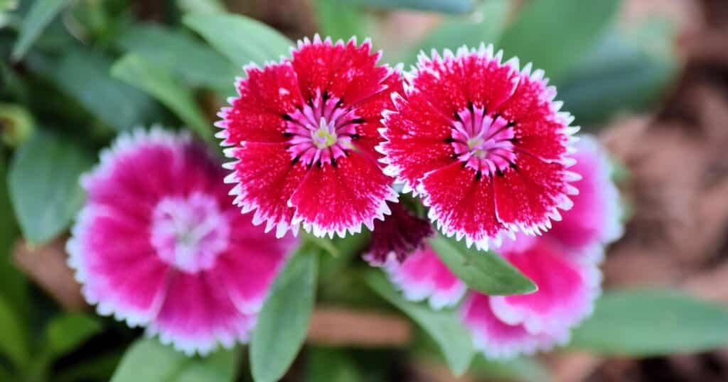 Close up of three bright red flowers. Each flower has five fan shaped petals that have white, jagged edges. The middle of the petal is bright red and center turns to pink.