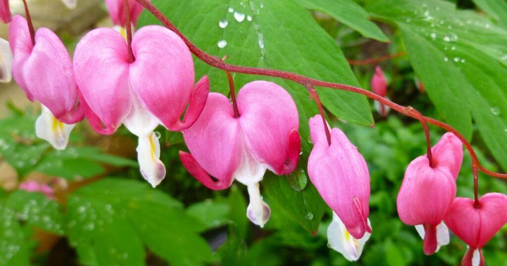 Long skinny red stem with smaller arching stems carrying little pink heart shaped flowers with a protruding white petals poking out of the center.