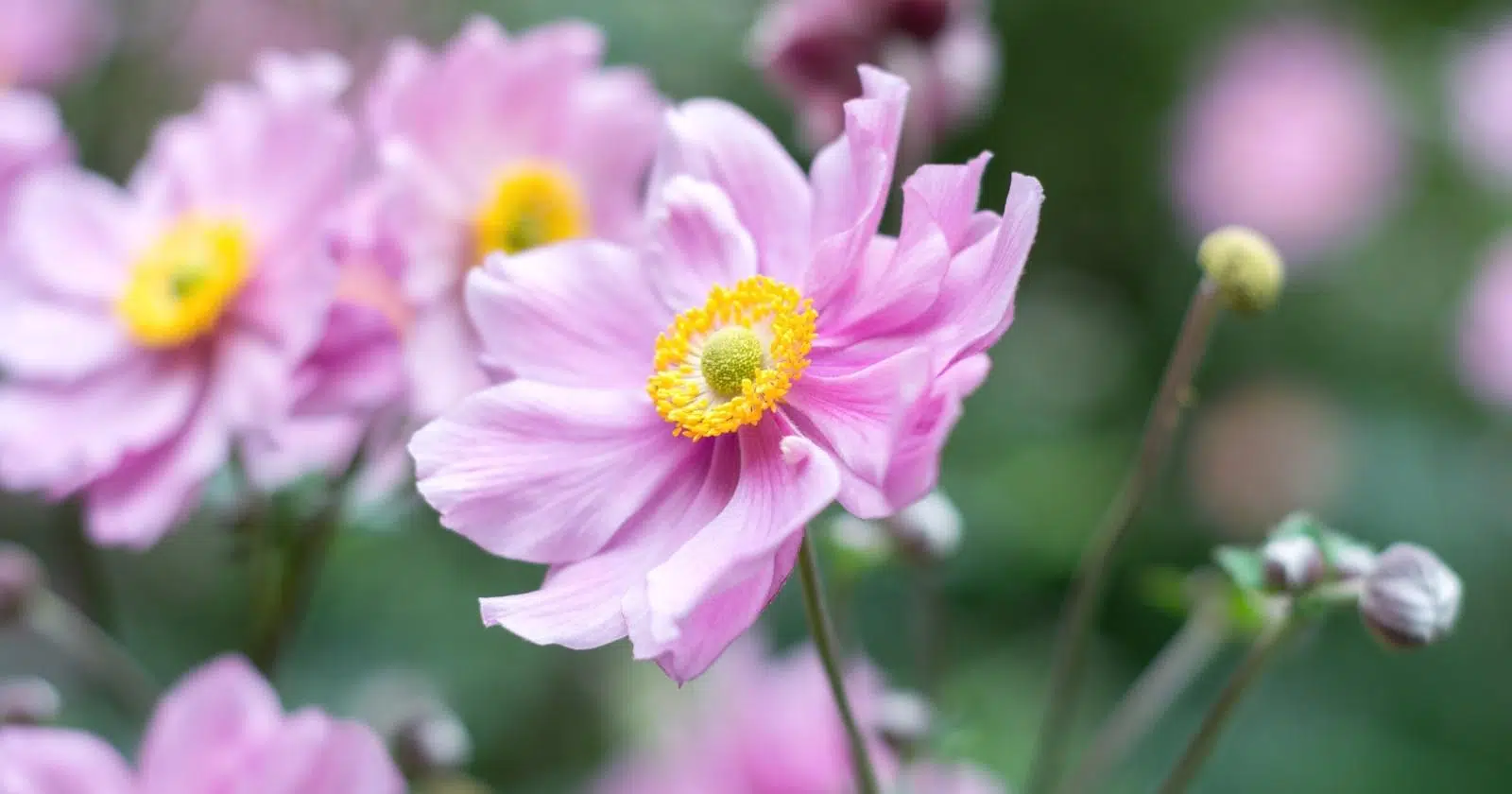 Drought Tolerant Shade Plant