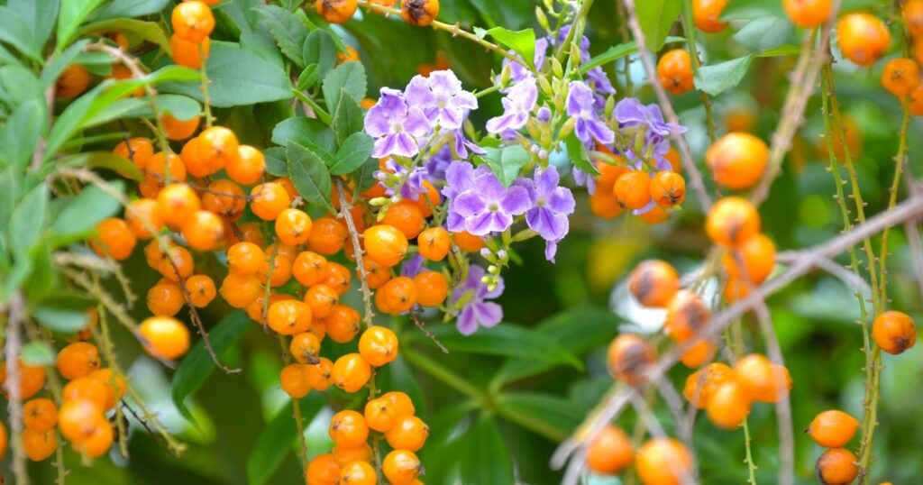 Close up of a cluster of small orange berries with a group of tiny purple flowers in the middle of them, hanging from a branch.