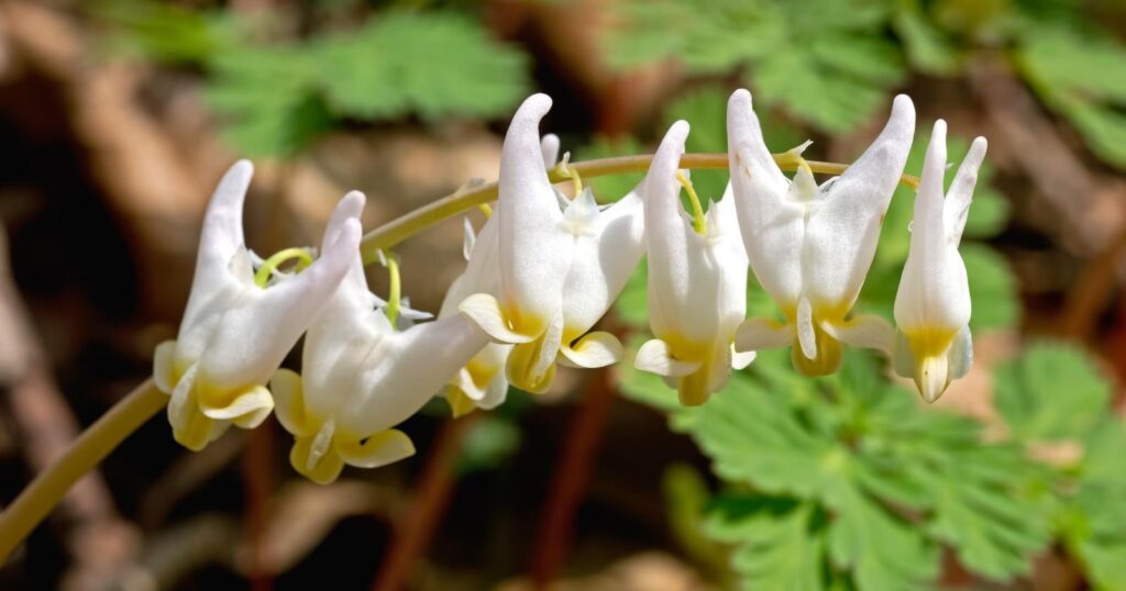 Close up of a long stem with tiny white flower’s in the shape that resembles a pair of upside-down pants.