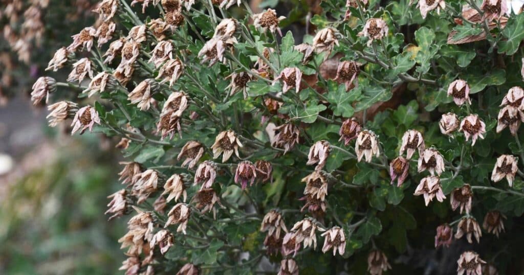 Bush with tons of wilted, brownish, white flowers all over it.