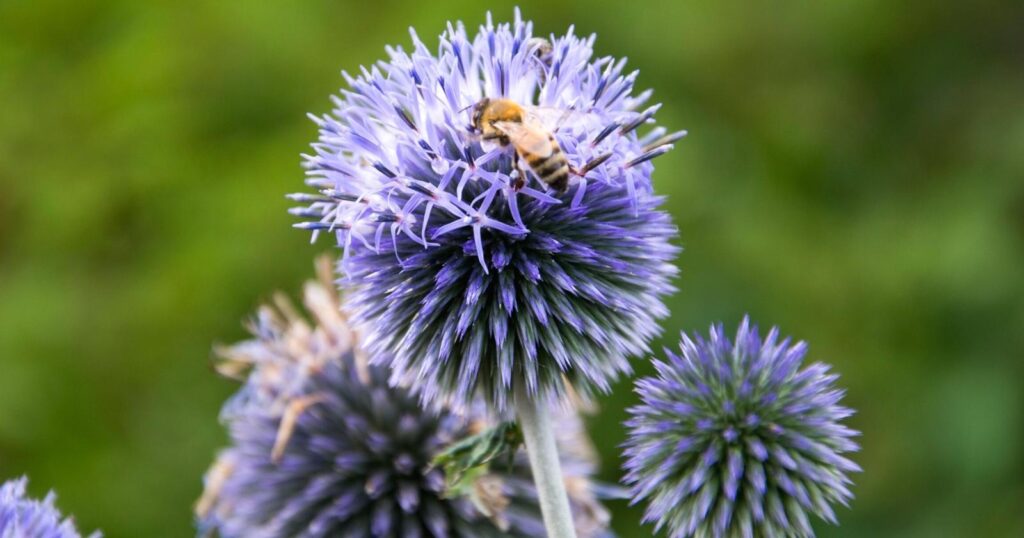 Close up of spiky purple flower with white fuzzy stem. Each flower has silvery thistle like leaves with blooms of orb shaped purple spikes.