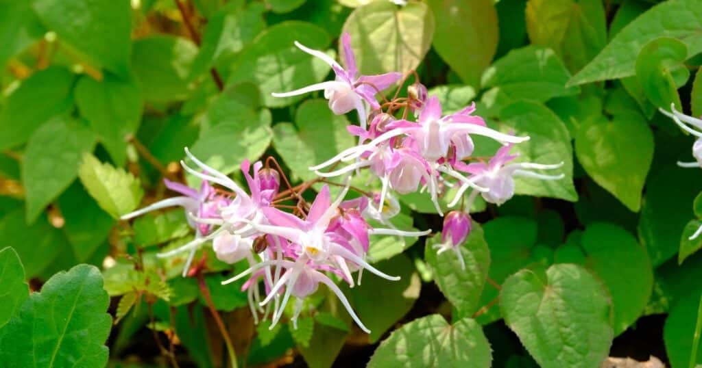 Cluster of small pink and white flowers, each flower has row of light pink petals behind longer long, skinny white petals. All the flowers bend at the base of the flower and hang over.