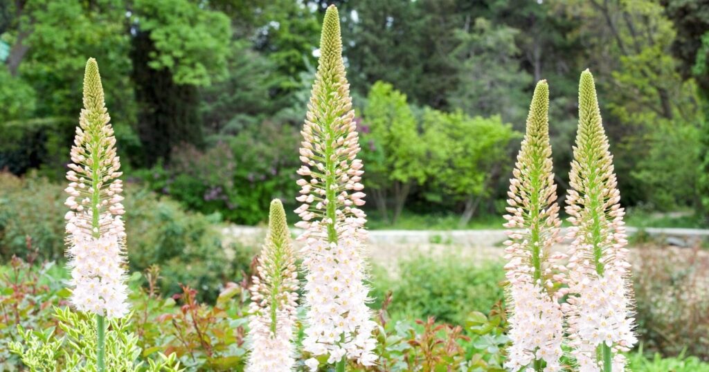 Tall thick flower stalks covered in tiny, peachy pink flowers with contrasting orange stamens.