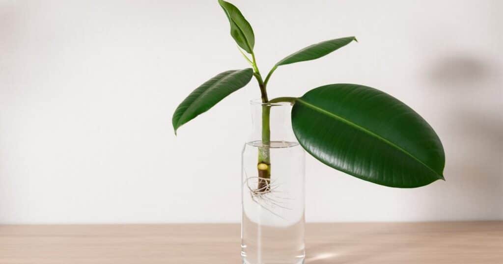 Tall, clear glass jar full of water with a large leaf stem in it. The stem has roots growing from the bottom, and four leaves on top. Each leaf is large, oval shaped and dark green.