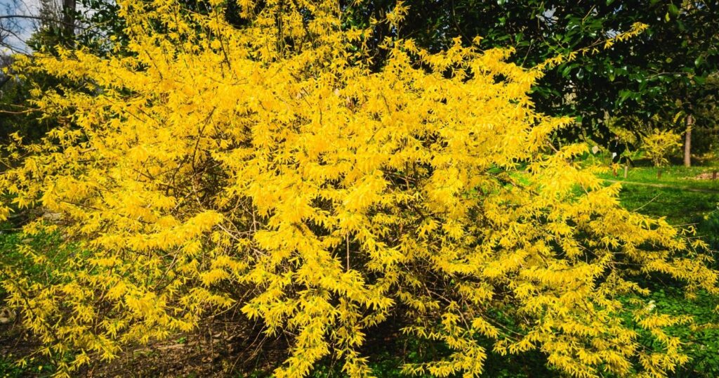 Large yellow bush with long dark branches and tiny bright yellow flowers growing all over each branch.