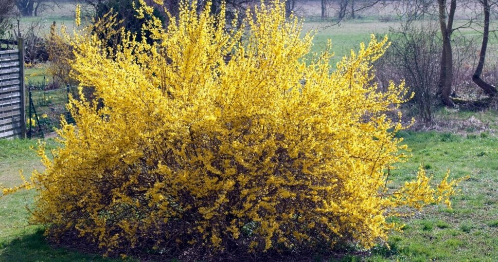 Large bush with long reddish twigs that have tiny yellow flowers all over it.
