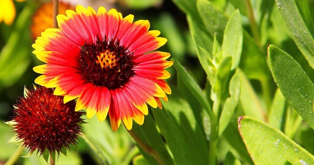 Bright red and yellow flower with an overlapping row of long red and yellow petals. The center of the flower has a large spikey brown center.