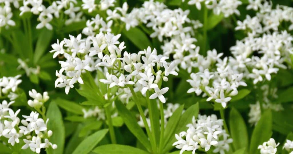 Tall green stems with white clusters of small white flowers on the top. Each flower has four pointed petals.