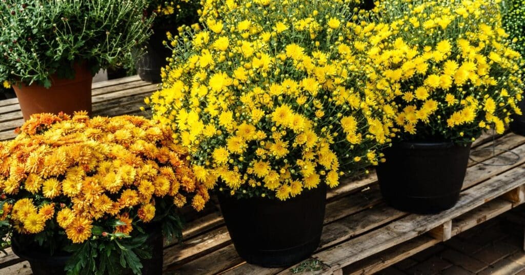 Large yellow and orange flower bushes in black planters.