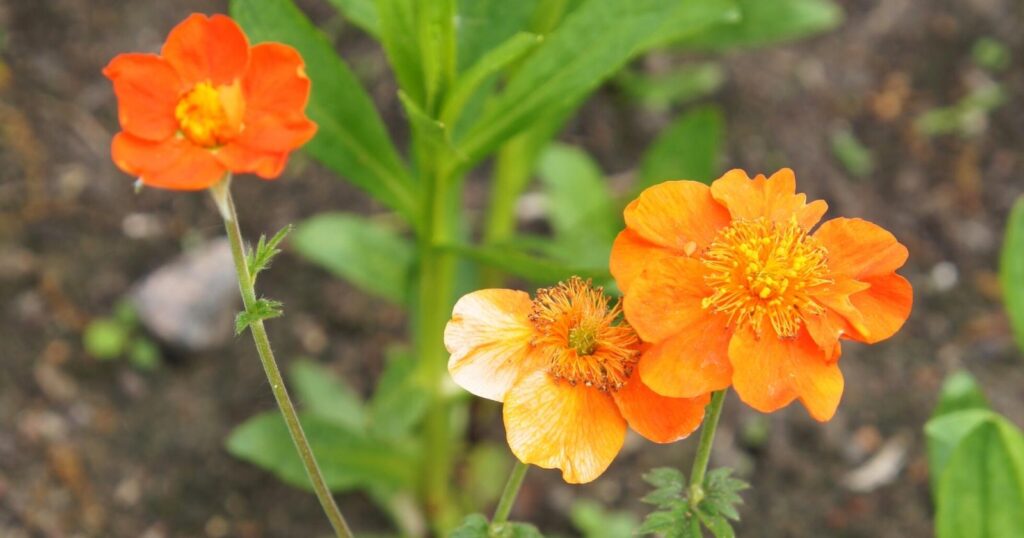 Close up of three orange flowers. Each flower has round overlapping petals with a spiky yellow center.