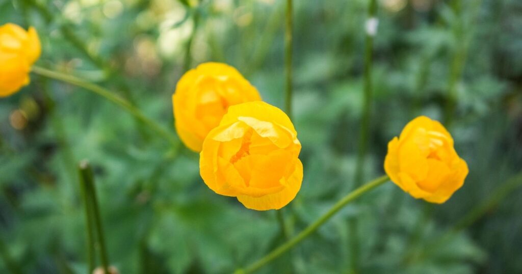 Close up of three yellow flowers. Each flower sits on top of a skinny long green stem. Flowers have bright yellow petals that curl up into the shape of a ball.