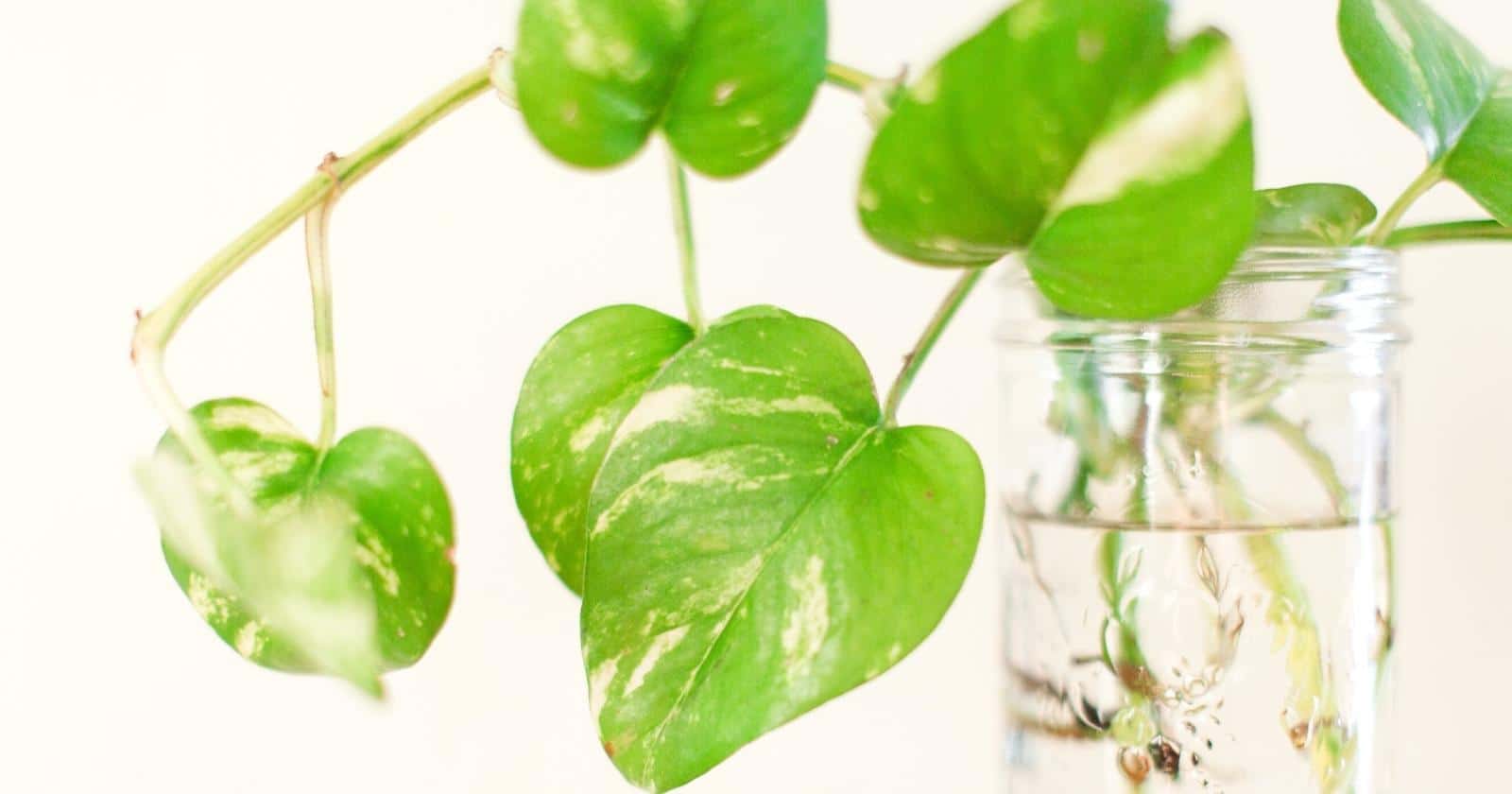 31 Houseplants That Can Grow in Water