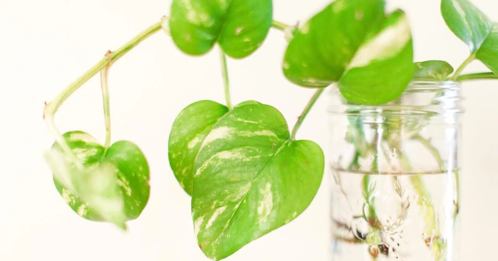 Growing Houseplant in water