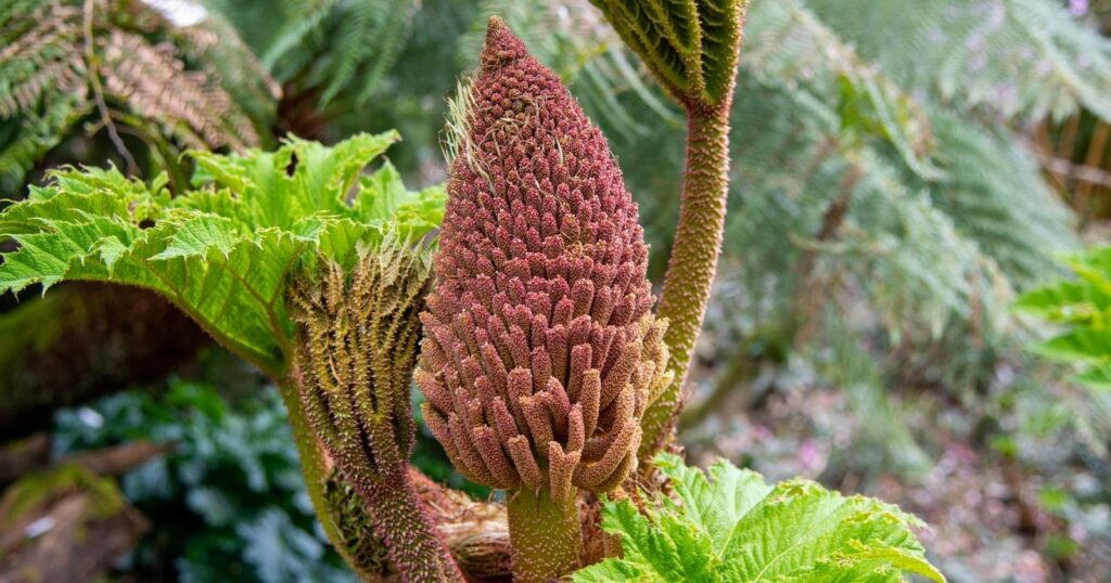 Large, thick, textured light pink flower growing in the shape of a cone on the top of a thick, wide stem.
