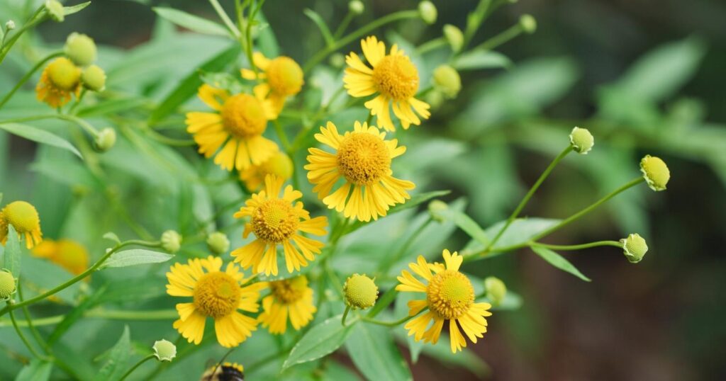 Small yellow flowers growing on a bush. Each flower has short, fan shaped, spaced apart petals with a ridged edge that surround a yellow round, mounded center.
