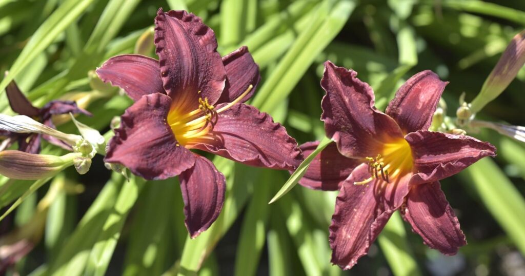Close up of two large purple flowers. Each flower has six purple, long pointed petals that have ruffled edges and curl away from the center of the flower. 