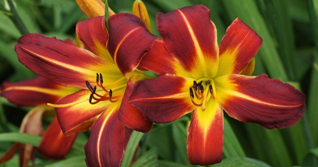Two large red and yellow flowers. Each flower has six large oval shaped petals that curl away from the center. Each petal is red and fades into yellow.