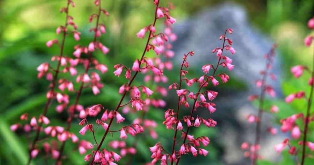 Long red stems with tiny clusters of pink blooms, hanging like little bells, along the flower stalk.