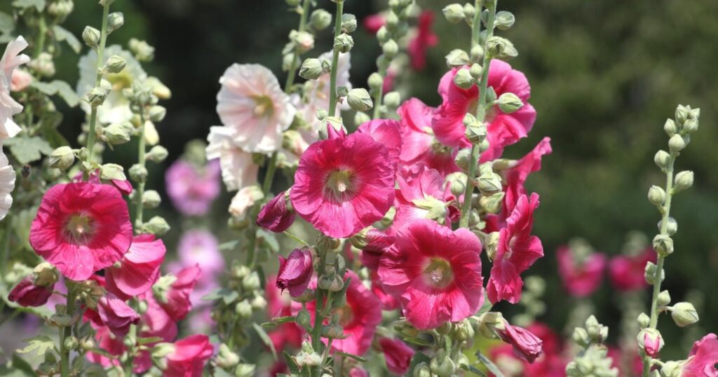 Filed of tall flower stalks covered in pink ruffled, funnel-shaped flowers.